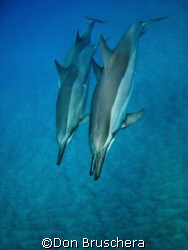 Spinner dolphins rest and play in the quiet bays of the K... by Don Bruschera 